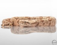 HogIslandfemale2-3.jpg