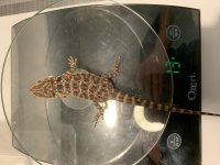 Normal scale female scale.jpg