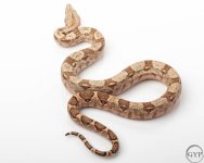 HogIslandfemale2-4.jpg
