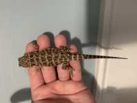 normalscale female back.jpg