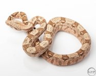 HogIslandfemale2-1.jpg