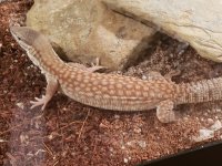 german line yellow ackie small one.jpg