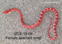 IZLE-19-05pic2.jpg