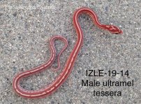 IZLE-19-14 pic2.jpg