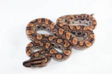 Brazlian Brainbow Baby 1.jpg