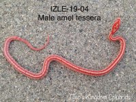 IZLE-19-04 pic2.jpg