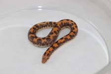 Kenyan Sand Boa Baby 2.jpg