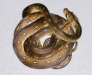 1.1 Motley Tigers 100% double het Albino and Anthrax.jpg