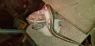 20190422_205331.jpg 20190422_205331.jpg