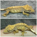 GBt5 Collage.jpg