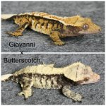 Giovanni x Butterscotch.jpg