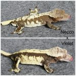 Necco x Violet.jpg