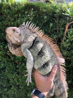 tobago cay adult male.jpg