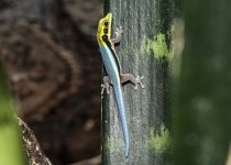 baby day gecko phelsuma klemmeri.jpg