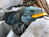 Smurphy lewisi 2.jpg