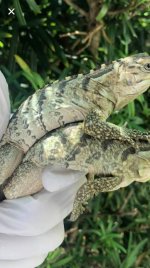 smurphy lewisi babies 2019 1.jpg