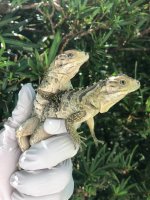 smurphy lewisi babies 2019.jpg