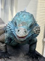 smurphy lewisi 1.jpg