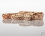 HogIslandfemale3-2.jpg