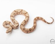 HogIslandfemale3-4.jpg