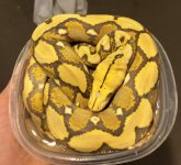 DAB2B466-B5E9-4869-B24B-982A6AEF336C.jpg