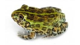 giant_pixie_frog_-_pyxicephalus_adspersus_13_1024x1024.jpg