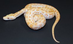 Pearl 2019 M1 - 5.jpg