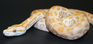 Pearl 2019 M1 - 4.jpg