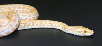 Pearl 2019 M2 - 2.jpg