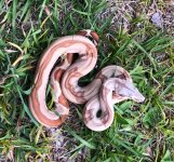 Hypo Jungle Het Vpi snow.jpg