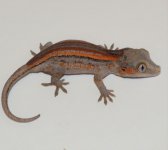 DSC_1097.jpg