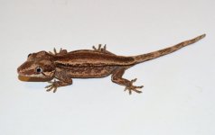 DSC_1089.jpg
