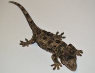 DSC_1085.jpg