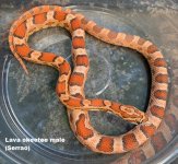 Lava okeetee male.jpg
