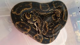 Longicauda Sire 2018.jpg