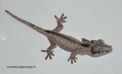 DSC_0136.jpg