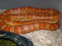 ultramel corn.jpg