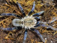 C.lividum(F)5in_AD_1.jpeg