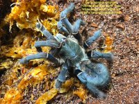 C.longipes(AD)F1.jpeg