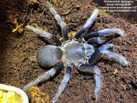 C.dycscolus_S.Vietnam_Blue(F)AD_1.jpeg