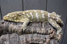 DSC_0320.jpg