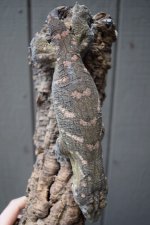 DSC_0299.jpg