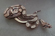 9-15-19 Junglebesque male (3).jpg
