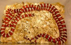 sentz hypos 18 breed.jpg