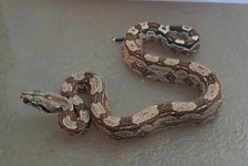 9-15-19 Arabesque male (2).jpg
