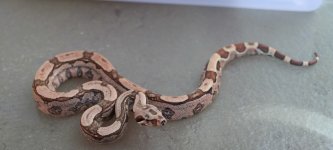 9-15-19 Junglebesque female (1).jpg