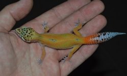 DSC_0223.jpg
