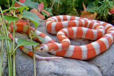 06 albino het hypo female shot 1.jpg