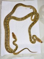 1.1 Tigers 100% DH OGS and Anthrax, 50% het Albino 2nd Group .jpg