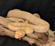 albino carpet.jpg